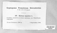 Hydnum repandum image